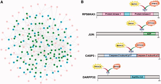 The kinase-phosphatase relations via common substrates. (A) A human kinase-phosphatase network was reconstructed with 62 PKs (pink), 50 PPs (blue) and 87 common substrates (green). (B) Cases of site-specific kinase-phosphatase relations. For example, the phosphorylation and dephosphorylation of T577 regulates the kinase activity of RPS6KA3 (Supplementary Table S7).
