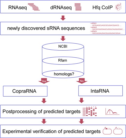 sRNA identification and classification workflow incorporating CopraRNA or IntaRNA. The first box mentions selected experiments that have aided in sRNA identification, i.e. RNAseq (8), dRNAseq (6) or Hfq co-immunoprecipitation (CoIP) (9). The cylinder represents databases that can be queried while looking for sRNA homologs. Examples are NCBI (BLAST) (26) or Rfam (27). The next step is the execution of the actual sRNA target prediction depending on presence of sRNA homologs (CopraRNA) or absence of sRNA homologs (IntaRNA). The final two stages consist of postprocessing and selection of candidates for experimental verification, e.g. by a GFP reporter system (32).
