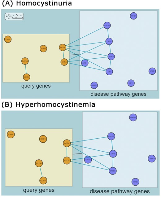 Networks between human orthologs of the 11 worm genes linked to an increased number of fat associated organelles (query genes) and human homocystinuria (A) or hyperhomocysteinemia (B) genes (disease pathway genes). Despite no overlap between query genes and disease pathway genes (there is no box for overlap genes) RIDDLE detected statistically significant association between them by using HumanNet-based connections between genes from the two gene sets.