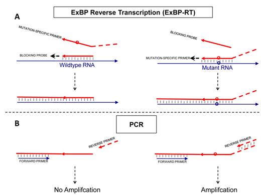 Principle of the allele-specific reverse transcription (ExBP-RT) assay. The analytical procedure includes two steps: (A, step 1) reverse transcription with a mutation-specific RT primers and an extendable competitive blocking probe (B, step 2) selective PCR amplification and detection/quantification. While the mutation-specific primer, which contains a nucleotide tail of unrelated sequence, generates a PCR-amplifiable cDNA product, the competitive blocking probe without tail produces a cDNA lacking primer-binding site for the reverse PCR primer.