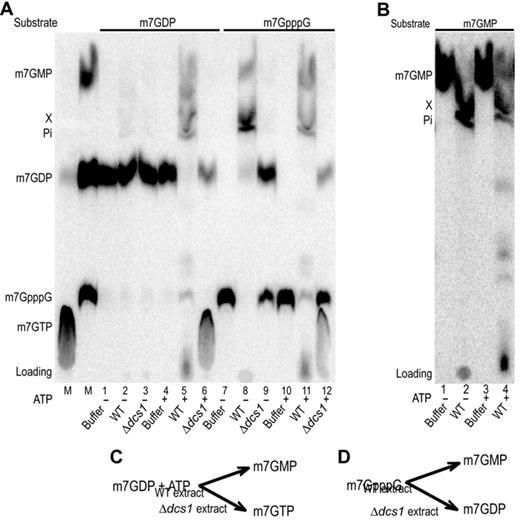 m7GDP, m7GpppG and m7GMP conversion in yeast extracts. (A) Products resulting from the incubation of m7GDP or m7GpppG in various yeast extracts were fractionated by TLC and detected by autoradiography. Purified radiolabeled m7GDP and m7GpppG were incubated with buffer (lanes 1, 4, 7, 10), or whole cell extracts from wild-type yeast (lanes 2, 5, 8, 11) or a Δdcs1 mutant (lanes 3, 6, 9, 12). In lanes 1 to 3 and 7 to 9 addition of ATP was omitted. Lanes labeled M on the left contains molecular markers. Positions of migration of the various cap derivatives are indicated on the left. (B) TLC analysis of m7GMP conversion products. Purified radiolabeled m7GMP was incubated with buffer (lanes 1 and 3), or whole cell extracts from wild-type yeast (lanes 2 and 4). In lanes 1 and 2 addition of ATP was omitted. (C and D) Schemes indicating the fate of m7GDP and m7GpppG in extracts from different strains.