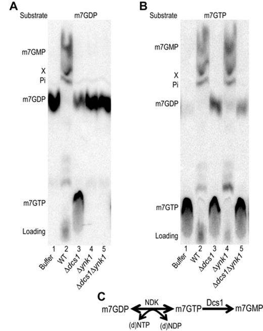 Role of NDK encoded by the YNK1 gene if cap conversion (A). TLC analysis of m7GDP conversion products. Purified radiolabeled m7GDP was incubated with buffer (lanes 1), or whole cell extracts from wild-type yeast (lane 2), a Δdcs1 mutant (lane 3), a Δynk1 mutant (lane 4) or a Δdcs1Δynk1 double mutant (lane 5). (B) Same as in (A) but the substrate is m7GTP. All reactions were performed in presence of ATP. (C) Scheme describing the biochemical pathway involved in m7GDP elimination in extracts.