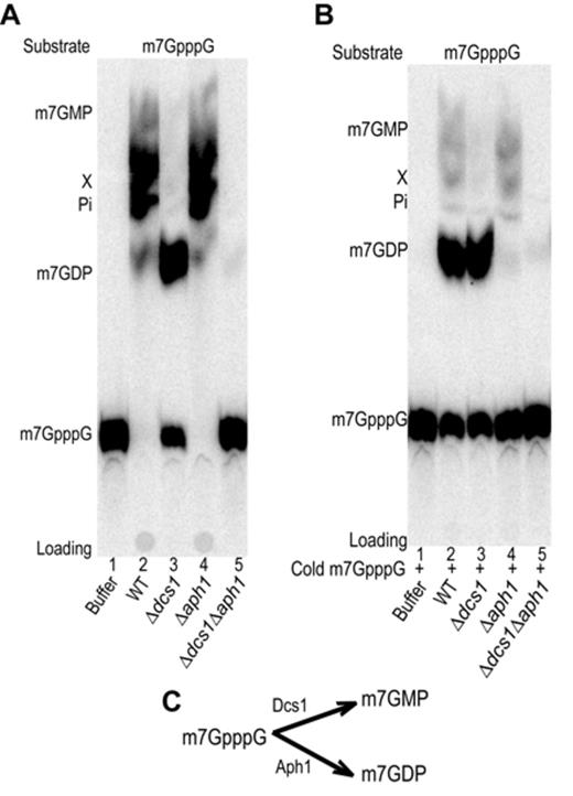 m7GpppG conversion in yeast extracts. A TLC analysis of m7GpppG conversion products is presented. (A). Purified radiolabeled m7GpppG was used as substrate. Products resulting from incubation with buffer (lanes 1), or whole cell extracts from wild-type yeast (lane 2), a Δdcs1 mutant (lane3), a Δaph1 mutant (lane 4) or a Δdcs1Δaph1 mutant (lane 5) were analyzed. (B) Same as in (A) but cold m7GpppG was added to a final concentration of 10 μM to inhibit DcpS.