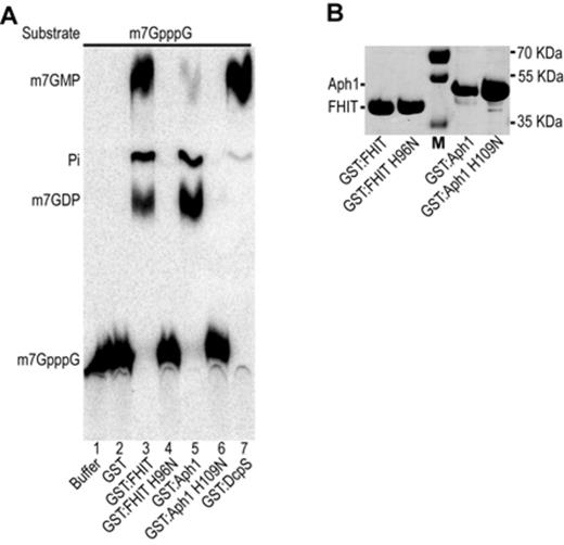 m7GpppG cleavage by recombinant Aph1 and FHIT. (A) Products resulting from the incubation of m7GpppG with recombinant proteins were fractionated by TLC and detected by autoradiography. Purified radiolabeled m7GpppG was incubated with reaction buffer (lane 1), or GST (lane 2), GST-FHIT (lane 3), a GST-FHIT catalytic mutant H96N (lane 4), GST-Aph1 (lane 5), a GST-Aph1 catalytic mutant H109N (lane 6) or as a control human DcpS (lane 7). All reactions contained 0.5 μg of the respective recombinant protein. (B) Purified protein profiles. Recombinant GST:Aph1 and GST:FHIT and the respective catalytic mutants were purified and separated on sodium dodecyl sulphate-polyacrylamide gel electrophoresis. Positions of migration of molecular weight markers are indicated on the right side.