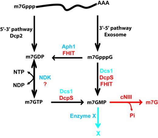 RNA decay pathways and cap (di-)nucleotide elimination mechanisms in yeast and mammalian cells. Enzymes involved in the generation of cap (di-)nucleotide in the 5′-3′ and 3′-5′ mRNA decay pathways are indicated as well as the resulting products. Mechanisms mediating the elimination of these compounds identified in this study are indicated with yeast enzymes indicated in blue and human factors in red. Degradation of the end-product m7GMP by cNIII was reported earlier (46).