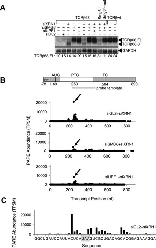 Effect of SMG6 or UPF1 depletion on the concentration of the full-length TCRβ68 transcript and its 3′-terminal SMG6 cleavage product. HeLa cells that expressed a TCRβ68 transcript harboring a PTC at codon 68 (TCRβ68) or a wild-type TCRβ transcript lacking a PTC (TCRβwt) were transfected with siRNAs directed against XRN1, SMG6 or UPF1, or with siGL2 (negative control). Total RNA extracted from these cells was used to prepare PARE libraries. (A) Detection of both a full-length transcript (TCRβ68 FL) and a 3′-terminal decay intermediate (TCRβ68 3′) by northern blot analysis. As a control, some cells were transfected with an siRNA-resistant SMG6 gene (SMG6R) or a catalytically inactive variant thereof (SMG6R-mut). In each case, the concentration of the full-length transcript relative to that in mock-transfected cells was calculated after normalization to GAPDH mRNA (internal standard). (B) D-plots for the TCRβ68 reporter identifying monophosphorylated 5′ ends detected by PARE in cells transfected with siXRN1 and either siGL2, siSMG6 or siUPF1. A map of the TCRβ68 transcript is shown above the D-plots. Alternating gray and white zones indicate exons. AUG, translation initiation codon; PTC, premature termination codon; TC, natural termination codon. Because the 5′-terminal portion of the reporter was derived from the human β-actin gene, TCRβ68-derived PARE sequences there cannot be distinguished from those originating from the endogenous β-actin transcript. Transcript positions represent the distance from the first nucleotide unique to the TCRβ68 reporter. (C) High-resolution D-plot identifying 5′ ends detected by PARE in RNA from cells transfected with siGL2 and siXRN1. Gray rectangle, PTC.