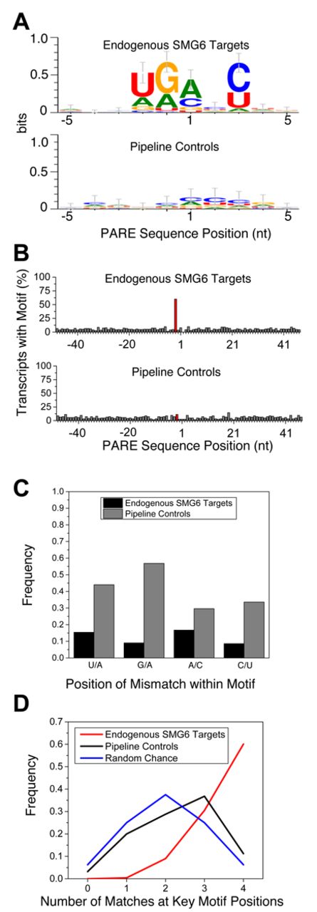 Degenerate pentameric motif common at SMG6 cleavage sites. (A) Sequence logo representation of the 10-nt region surrounding the PARE MaxSeq in endogenous SMG6 targets and siGL2+siXRN1 pipeline controls. (B) Frequency of the 5-nt motif at each position in SMG6 targets and control transcripts. The red bar indicates where the motif would be expected to start in SMG6 targets, 2 nt upstream from the cleavage site. (C) Mismatch frequency at various positions within PARE sites that conform to the SMG6 motif at all but one position. (D) Frequency of SMG6 targets and pipeline controls whose MaxSeq is surrounded by a pentamer that matches the SMG6 motif at 0–4 of the defined positions, versus the frequency that such matches would occur by chance.