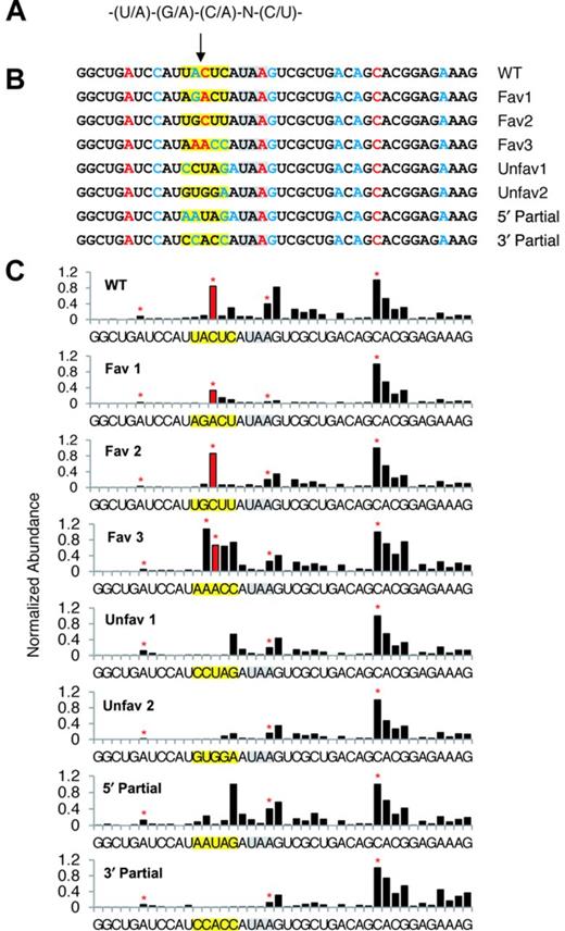 SPARE analysis of the pentameric motif. (A) The degenerate sequence of the motif. (B) PTC-proximal sequences of the SPARE reporters. The SMG6 cleavage site under investigation is marked by an arrow. The PTC is highlighted in gray. The altered motif sequences are highlighted in yellow. Red or blue letters identify the 5′ end of the expected cleavage products for sequence pentamers that matched the motif at every position (at 4 out of 5 positions). (C) SPARE D-plots. The bar heights in each D-plot were normalized to that of the abundant 5′ end 12 nucleotides downstream of the PTC. The red bar identifies the 5′ end resulting from cleavage at the PARE MaxSeq for the original TCRβ68 reporter. Red stars indicate the expected 5′-end generated by cleavage in pentamers that matched the motif at every position.