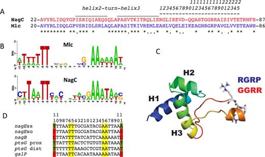 (A) Comparison of the HTH and linker sequences of NagC and Mlc. Sequences corresponding to NagC are shown in red and to Mlc in blue. Identical amino acids are indicated by asterisks. The locations of the HTH motif and linker are shown by over-lining. The extended linker sequence corresponds to amino acids 59–82 in NagC and 57–81 in Mlc of E. coli. For convenience (and to avoid confusion since the aligned amino acids do not occupy the same numbered positions in Mlc and NagC proteins) these 25 amino acids are numbered linker positions 1–25 as shown. Note that this sequence is only 24 amino acids in NagC, one amino acid in NagC is missing in the alignment (at linker position 9, ΔI65). Here and elsewhere, NagC sequences are shown in red and Mlc sequences in blue. (B) Sequence logos derived from the known native Mlc (six sites) and high-affinity NagC targets (10 sites) (see (12) for list). Note that the TT and AA at positions −5,6 +5,6 around the center of symmetry (position 0) are the only completely conserved positions. Positions at −11, +11 are A or T in Mlc sites and mostly G or C in the high-affinity NagC sites, but they are not necessarily palindromic. The logo for all NagC sites is shown in Supplementary Figure S1B. (C) Model of the NagC DNA binding domain and linker (12). Helices 1, 2 and 3 of the DNA binding domain are indicated. The linker is predicted to form a finger like projection with a short alpha helix at the apex. The amino acids GGRR (red) in the NagC linker are shown in stick form. Replacing the GGRR motif of NagC with the RGRP motif (blue) of Mlc allows NagC to repress Mlc targets (12). (D) Sequences of relevant NagC and Mlc operators. The conserved TT/AA motif at positions −5,6 and +5,6 from the center of symmetry are highlighted in yellow. C or G at positions –11 and +11 of NagC sites are highlighted in red.
