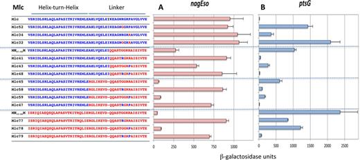 Effect of exchanging G and R at position 15 and R and P at position 18 of the linkers in Mlc-derived constructs on nagEso-lacZ and ptsG-lacZ expression. Sequences of the HTH and linker regions are shown as described in Figure 3. The ability of Mlc and its derivatives to repress nagEso-lacZ (A) and ptsG-lacZ (B) are shown. Activities are the mean of at least two (and generally more) independent cultures with standard deviation. Note that Mlc32 and Mlc52 carry the sequence G13,T14,G15. This sequence seems to preclude repression of any target (see Supplementary Figure S4).