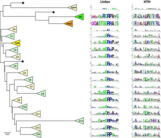 Evolution of ROK family linker sequences. In this schematic phylogenetic tree, each triangle represents a cluster of homologous ROK proteins, either previously identified (Mlc, NagC or XylR) or less characterized (YphH and C0 to C14). Adjacent to each cluster, 12aa and 24aa sequence logos represent the corresponding linker motif and helix-turn-helix motif, respectively. Black dots indicate clusters comprising single proteins or clusters with too few members to generate meaningful sequence logos. The scale bar corresponds to 0.01 amino acid substitutions per site. The YphH branch has been shortened for clarity. This simplified tree was expanded from a complete phylogenetic tree in order to display the lineage of each cluster. The detailed phylogenetic tree was obtained as indicated in the Materials and Methods section and is presented in Supplementary Figure S7. Possibly other ROK families exist, which have not been extracted with one of the 35 seeding proteins.