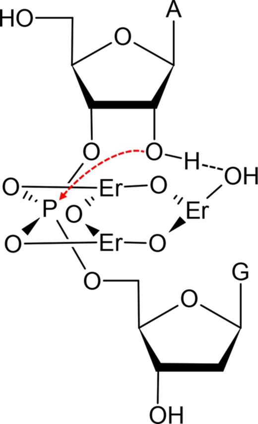 Proposed mechanism of the lanthanide-induced RNA cleavage for the Tm7 DNAzyme. The red arrow indicates nucleophilic attack of the phosphorus center. The bridging oxygen atoms linking the Er3+ ions are originated from deprotonated water.