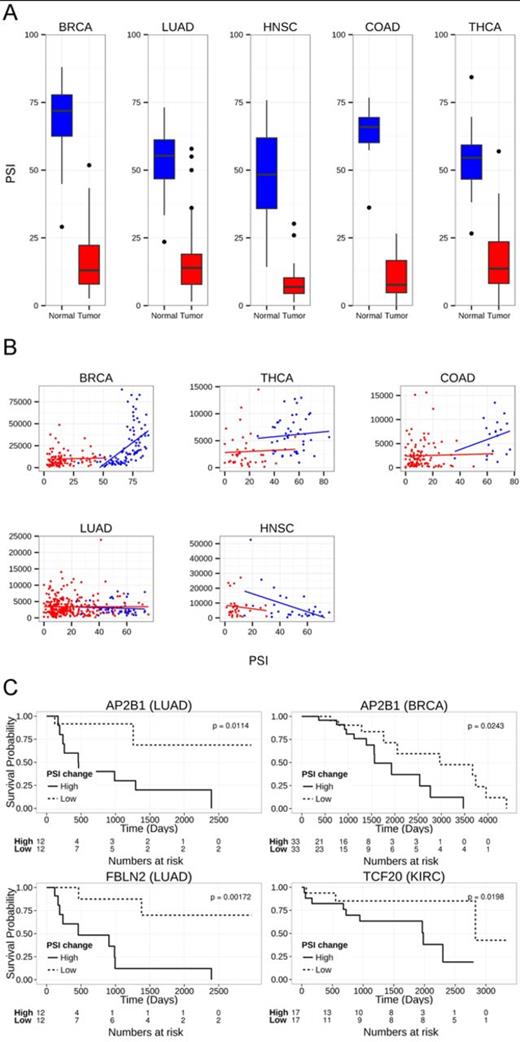 Common similarly altered exons in five cancer types. (A) Box plot of PSI levels of FBLN2 in tumor and normal samples in five cancer types. (B) Scatter plot of FBLN2 PSI levels versus the normalized counts calculated using the DEseq package (90) in five cancer types. Red dots denote tumor samples, blue dots denote normal samples. (C) Kaplan–Meier curve of splicing events altered in at least five tumor types that showed statistically significant change between groups of lower and higher inclusion changes (see ‘Materials and Methods’ section); AP2B1 in BRCA dataset, AP2B1 in LUAD dataset, FBLN2 in LUAD dataset and TCF20 in KIRC dataset.