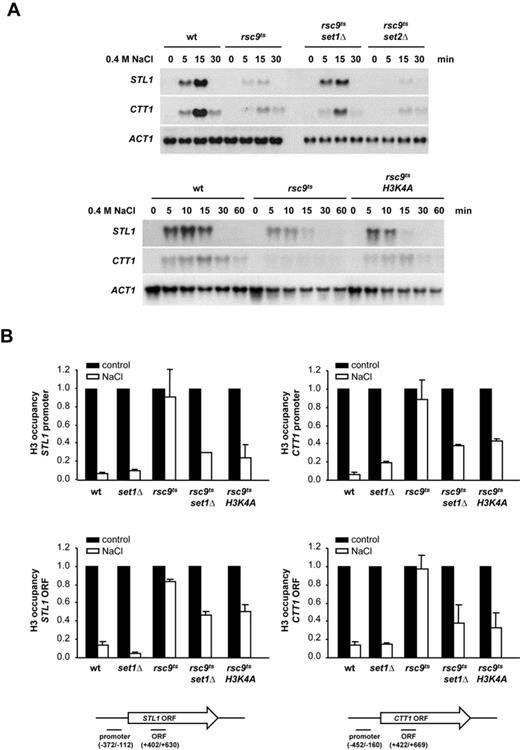 Deletion of SET1 or H3K4A mutation partially suppresses the defects in osmostress gene expression and chromatin remodeling caused by rsc9ts mutation. (A) Deletion of SET1 and mutation of K4 in histone H3 restore gene expression in response to osmostress in an rsc9ts strain. The indicated strains were grown in YPD at 25ºC until OD660 0.5, shifted to non-permissive temperature (37ºC) for 2 h and subjected to osmostress (0.4 M NaCl) for the indicated times. Total RNA was assayed by northern blot for STL1, CTT1 and ACT1 (as a loading control) expression. (B) Deletion of SET1 and mutation of K4 in histone H3 partially suppress the defect in osmostress nucleosome eviction caused by rsc9 mutation. Wild type, rsc9ts, set1Δ, rsc9tsset1Δ and rsc9ts H3K4A mutant strains were treated as in (A) and histone H3 occupancy of the promoter or open reading frame (ORF) of STL1 or CTT1 loci was then analyzed before (filled bars) or after osmostress (open bars) using ChIP assay followed by real-time PCR. Histone H3 occupancy was normalized to internal telomere control. Data represent the mean and standard deviation of three independent experiments. Schematic representation of the STL1 and CTT1 locus depicting primer positions is shown. Detailed information about primer position and sequence is provided in Supplementary Table S2.