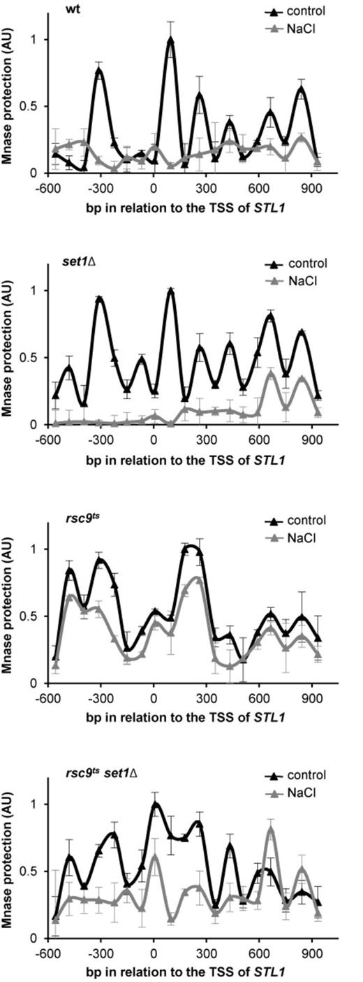 Set1 prevents chromatin remodeling in the absence of RSC. Set1 mediated methylation of H3K4 inhibits chromatin remodeling in RSC mutants. The indicated strains were grown in YPD at 25ºC until OD660 0.5 and shifted to under non-permissive temperature (37ºC) for 2 h. Nucleosome positioning at chromosomal STL1 was assessed by MNase digestion of chromatin of wild type (wt), set1Δ, rsc9ts or rsc9tsset1Δ cells that were treated (gray triangles) or not (black triangles) with 0.4 M NaCl for 10 min. MNase digested DNA was isolated and analyzed using qPCR with tiled primers spanning the promoter and coding regions (-600 bp upstream and 900 bp downstream of the transcription start site (TSS), respectively). The normalized nucleosome occupancy is shown (x-axis) relative to the TSS. Data represent the mean and standard deviation of three independent experiments.