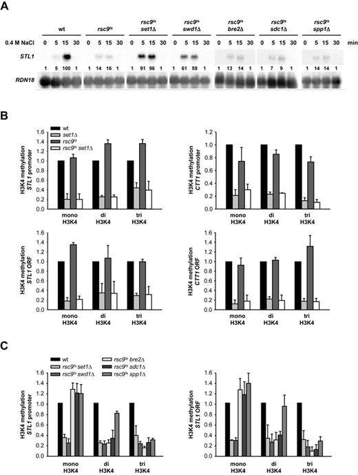 Monomethylation of H3K4 inhibits transcription. (A) Mutation of BRE2, SDC1 and SSP1 in an rsc9ts background strain does not bypass the transcriptional defect of rsc9ts mutation in osmostress gene expression. The indicated strains were shifted for 2 h to a non- permissive temperature before being subjected to osmostress (0.4 M NaCl) for the indicated times. Total RNA was assayed by northern blot for STL1 and RDN18 (as a loading control) expression. Quantification data came from the same original blot and it was normalized to the loading control. The value of maximum gene expression of the wild type strain was used as 100% reference. (B) Methylation state of H3K4 at osmo-responsive genes in the absence of stress. Cells were grown at 25ºC and shifted to non-permissive temperature (37ºC) for 2 h. Mono-, di- and trimethylated H3K4 at the STL1 and CTT1 promoters and ORFs under non-stress conditions were assessed using ChIP assays of wild type (black bars), set1Δ (light gray bars), rsc9ts (dark gray bars) and rsc9ts set1 (white bars) strains. Methylation levels were normalized to total H3 of the wild type strain whose levels were set to one and used as a reference for the mutant strains. (C) Mono-, di- and trimethylation of H3K4 at the STL1 promoter and ORF under non-stress conditions in wild type and in rsc9ts, rsc9tsset1Δ, rsc9tsswd1Δ, rsc9tsbre2Δ, rsc9tssdc1Δ and rsc9tsspp1Δ mutant strains was assessed using ChIP assays as in Figure 4B. Data represent means and standard deviation of three independent experiments.