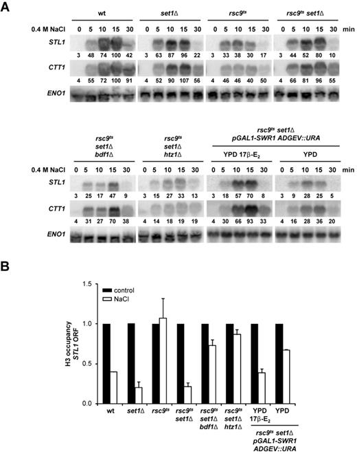 SWR1 is licensed to act as a chromatin remodeler in the absence of RSC and histone methylation. (A) Deletion of BDF1, HTZ1 and inducible expression of pGAL1::SWR1 prevents induction of osmo-responsive genes in an rsc9ts set1Δ background. The indicated strains were grown in either YPD or YPD 17β-estradiol (17 β-E2) before being shifted to a non-permissive temperature (37ºC) for 2 h. The cells were subsequently exposed to an osmotic stress of 0.4 M NaCl. Total RNA was assayed by northern blot for STL1, CTT1 and ENO1 (as loading control) expression. Quantification data came from the same original blot and it was normalized to the loading control. The value of maximum gene expression of the wild type strain was used as 100% reference. (B) Impairment of the SWR1 complex leads to defective chromatin remodeling. Total H3 eviction from the coding region of STL1 was followed using ChIP assays in the same strains and under the same conditions as in (A). The levels of total H3 under untreated (black bars) conditions were used as a reference for the treated samples (0.4 M NaCl, 10 min, white bars). Data represent the mean and standard deviation of three independent experiments.