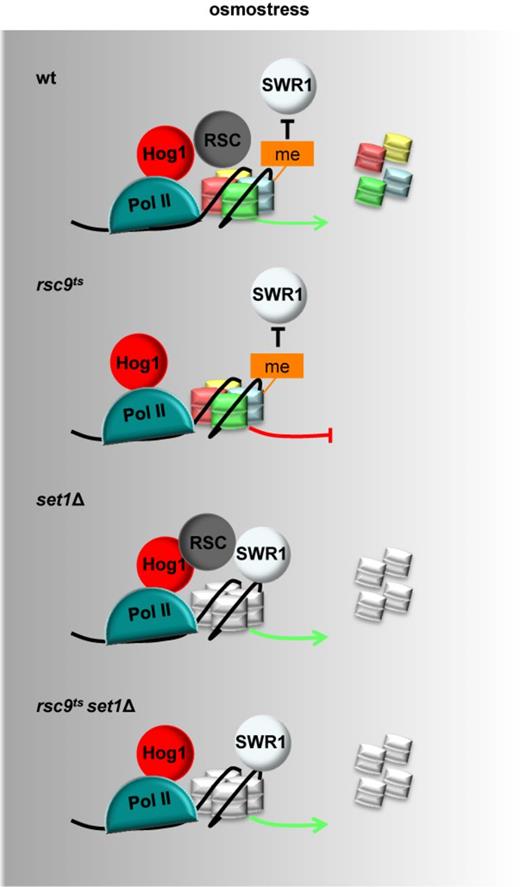 Expression of stress-responsive genes is controlled by two remodeling mechanisms, RSC and SWR-C, depending on the presence of monomethylated H3K4. Scheme summarizing a novel role for H3K4 monomethylation in dictating the specificity of chromatin remodeling at stress-responsive genes. When methylation is present (colored histones), RSC remodels chromatin to induce gene expression. In the absence of methylation (grey histones), Swr1 promotes chromatin remodeling and RSC become dispensable to induce stress-responsive gene expression.