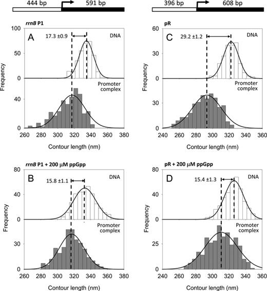 DNA contour length distributions of bare DNA (top panel) and RPo complexes (bottom panel). (A) rrnB P1 promoter without ppGpp. (B) rrnB P1 promoter with 200 μM ppGpp. (C) λ pR promoter without ppGpp. (D) λ pR promoter with 200 μM ppGpp. The DNA compaction is shown as the difference between the mean values of the fitted Gaussian functions ± SEM. A schematic representation of the DNA templates used is drawn at the top.