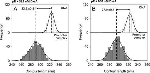 DNA contour length distributions of bare DNA (top panels) and specific complexes (bottom panels) assembled onto a 1004 bp long DNA fragment harboring the pR promoter. (A) With 325 nM DksA. (B) With 650 nM DksA.