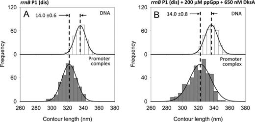 DNA contour length distributions of bare DNA (top panels) and promoter-bound complexes (bottom panels) assembled onto a 1035 bp long DNA fragment harboring the rrnB P1 (dis) promoter mutant. (A) In the absence of modulators. (B) In the presence of 200 μM ppGpp and 650 nM DksA.