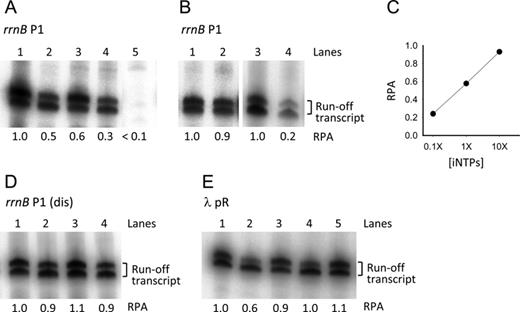 In vitro single-round transcription assays. (A) rrnB P1 promoter activity with 1X iNTPs (1 mM ATP, 0.1 mM CTP) and with no modulators (lane 1); with 200 μM ppGpp (lane 2); with 650 nM DksA (lane 3); with 200 μM ppGpp and 650 nM DksA (lane 4); without iNTPs (lane 5). (B) rrnB P1 promoter activity with 10X iNTPs (10 mM ATP, 1 mM CTP) and no modulators (lane 1); with 10X iNTPs and 650 nM DksA (lane 2); with 0.1X iNTPs (0.1 mM ATP, 0.01 mM CTP) and no modulators (lane 3); with 0.1X iNTPs and 650 nM DksA (lane 4). (C) Plot of the rrnB P1 relative promoter activity (RPA) in the presence of 650 nM DksA versus the iNTPs concentration. (D) rrnB P1 (dis) promoter activity with 1X iNTPs and with no modulators (lane 1); with 200 μM ppGpp (lane 2); with 650 nM DksA (lane 3); with 200 μM ppGpp and 650 nM DksA (lane 4). (E) λ pR promoter activity with no modulators (lane 1); with 200 μM ppGpp (lane 2); with 650 nM DksA (lane 3); with 200 μM ppGpp and 650 nM DksA (lane 4); with 200 μM ppGpp added after RPo formation (lane 5). All transcription reactions were carried out in the presence 100 μg/ml heparin. The two bands of the transcript are probably due to inhomogeneous run-off termination. For each gel, the RPA indicated below each lane was determined from the cumulative intensity of the two bands relative to that in lane 1 except for lane 4 in panel B which is relative to lane 3.