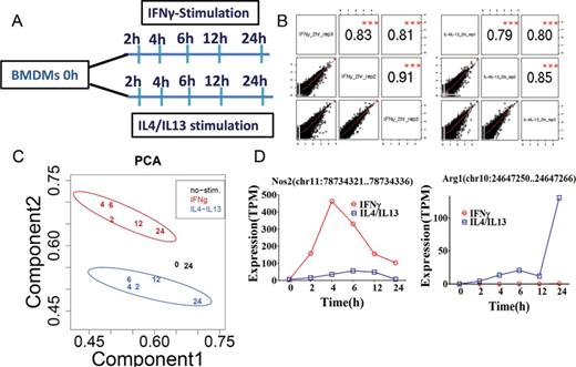 Experimental design and quality control. (A) Schematic representation of the preparation and stimulation of BMDMs from BALB/c mice. After 10 days of differentiation, BMDMs were stimulated with IFNγ or IL-4/IL-13. At 2, 4, 6, 12 and 24 h post-stimulation, total RNA was collected followed by non-amplified deepCAGE analysis. Zero hour non-stimulated BMDMs were used as control. Three independent biological experiments were analyzed to obtain the promoter activity. (B) Biological replicates were plotted to obtain the relative Pearson correlation coefficients among the replicates. (C) Principal component analysis (PCA) was performed using IFNγ-stimulated macrophages (M1), IL-4/IL-13-stimulated macrophages (M2) and non-stimulated macrophages and the separation of M1, M2 and non-stimulation based on component 1 and component 2 is shown (see Material and Methods). Each number in the plot represents the average expression (triplicates) of each sample in one time point. Each of the stimulations has a different color. (D) Promoter expression profiles of classical activation marker gene Nos2, and alternative activation marker gene Arg1, are shown. The expression profiles of promoters are represented by tags per million (TPM). The data was obtained from three biological experiments and was plotted as mean expression.