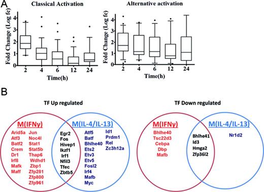 Transcription factors involved in M(IFNγ) and M(IL-4/IL-13). (A) Box plot analysis of the expression log fold-changes of all differentially up-regulated transcription factors in classically and alternatively activated macrophages over time (left and right panels, respectively). Boxes show median and interquartile ranges and whiskers show the 10th and 90th percentile values. (B) The Venn diagram shows that M(IFNγ) and M(IL-4/IL-13) up-regulate 26 and 22 (left) and down-regulate 9 and 6 (right) distinct transcription factor genes.