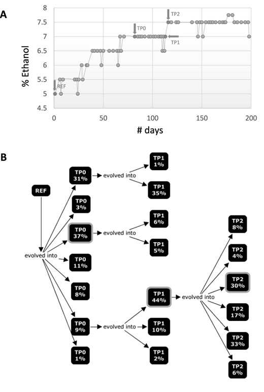 Haplotype reconstruction to infer evolutionary trajectories. (A) shows the phenotypic trajectory of a population during an evolution experiment in which E. coli strains were subjected to increasing ethanol concentrations. The measured focal phenotype is the ethanol tolerance of the population (i.e. the % of ethanol at which growth still occurs). Arrows indicate the time points at which population samples were taken that were subjected to sequencing and haplotype reconstruction. Y-axis indicates the % of Ethanol to which the population was subjected. (B) concept map illustrating the evolutionary relations between the haplotypes reconstructed from each of sampled time points described in panel (A). Ref indicates the unevolved parental strain of which the genomic sequence was used as a reference. TP0, TP1 and TP2 represent the 3 time points at which population samples were taken (see panel (A)), i.e. TP0 is Time Point Zero (0). Each square corresponds to a different reconstructed haplotype and ‘%’ indicates the frequency at which this haplotype was estimated to occur in the population. Arrows indicate the phylogenetic relatedness between the reconstructed haplotypes (or ancestry). Indicated with a lighter gray border are the reconstructed haplotypes that best match the individual clones, sampled at each time point.