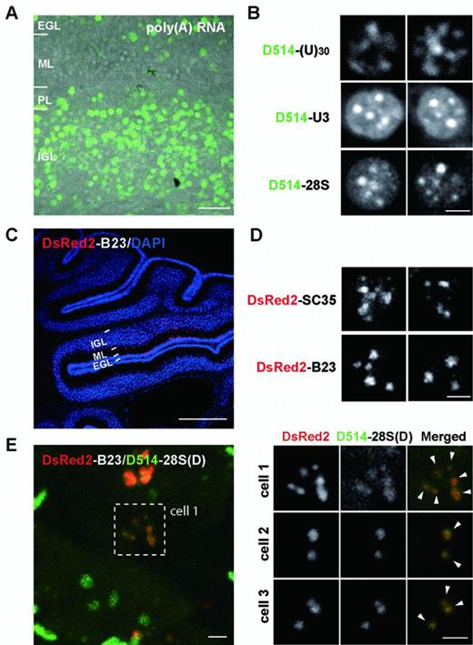 echo livefish in vivo rna labeling reveals dynamic regulation of