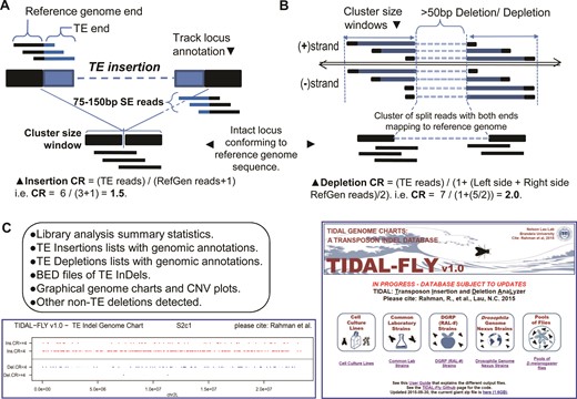 The design of the transposon insertion and depletion analyzer (TIDAL). (A) Diagram of the split-read approach for detecting transposon insertions, and (B) transposon depletions that include the calculation of a coverage ratio (CR) for each insertion and depletion. Detailed flowchart of the bioinformatics pipeline is shown in Supplementary Figure S1. (C) List of the output files accessible from the database, screenshot of the genome charts of transposon landscapes determined by TIDAL, and screenshot of the TIDAL-Fly database website homepage.