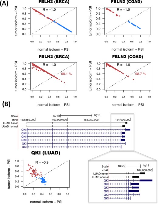 Examples of predictive isoform-pairs. (A) The relative inclusion values (PSIs) for the isoform-pair detected for FBLN2 separate tumor from normal samples in BRCA and COAD (upper panels). The x-axis represents the PSI for the isoform found to be more abundant in normal samples (normal isoform) and the y-axis represents the PSI of the most abundant isoform in tumor samples (tumor isoform). Tumor and normal samples are shown in red and blue, respectively. The bottom panels show the PSIs for the unpaired samples, and the percentage of correctly labeled tumor samples by this isoform-pair is indicated. (B) Significant isoform-pair change for QKI in LUAD. The gene locus of QKI is shown, indicating the exon-intron structures of the most abundant isoforms in tumor and normal samples. The zoom-in highlights the 3′-end region where the splicing variation takes place. The bottom left panel shows the PSI values for the normal (x-axis) and tumor isoforms (y-axis). As before, normal and tumor paired samples are shown in blue and red, respectively.