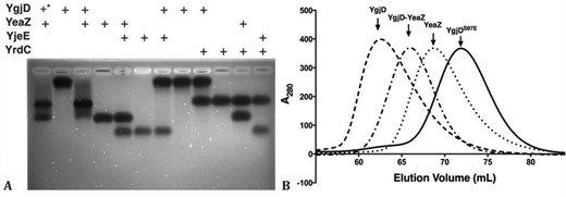 The in vitro characterization of protein–protein interactions between YgjD, YeaZ, YjeE and YrdC. (A) The native agarose gel shift analysis of various protein mixtures. + signs define the composition of the protein mixtures. The molar ratio in each mixture was 1:1, except *, which was one-half for YgjD. (B) Superposed HiLoad 16/60 Superdex 75 pg size-exclusion chromatographic profiles of YgjD, YeaZ, YgjD–YeaZ and YgjDS97E.