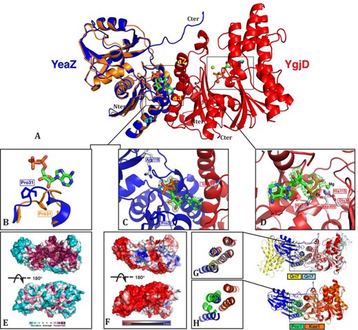 The crystal structure of the heterodimer YgjD–YeaZ in complex with two molecules of ADP. (A) Structural superposition of the YeaZ monomer as observed in YeaZ homodimer (gold) onto the YgjD–YeaZ heterodimer (red and blue). (B) Conformational change of the loop 29LCPREHT35 (linking β3 and α1) of YeaZ upon its dimerization with YgjD. (C and D) Fo–Fc difference maps contoured at 3.0 σ for ADP molecules bound at the YgjD–YeaZ interface (C) and the active site of YgjD (D). Residues important for the interaction are represented in sticks. (E) The sequence conservation projected onto the surface of the YgjD–YeaZ heterodimer. The conservation is scaled according to the key at the bottom and represented by colors with cyan for variable and raspberry for conserved. (F) The electrostatic potential surface of the YgjD–YeaZ heterodimer (red negatively and blue positively charged); back and front views are represented, front views (top) are in the same orientation as for views A. (G and H) Representation of the similar helical bundle interfaces in the YgjD–YeaZ and Qri7 homodimer or the Kae1–Pcc1 complexes.