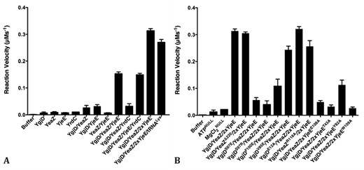 The ATPase activities of YgjD, YeaZ, YjeE and YrdC, and their mutants. (A) ATPase activity of different combinations of wild type proteins. 2xYjeE denotes a molar ratio of YjeE of 2. (B) ATPase activity of different combinations of mutants. Null denotes absence of a chemical. 2xYjeE was subjected to guarantee a 1:1 molar ratio of YjeE monomer to YgjD/YeaZ mixture. The bars represent the standard deviations from triplicates.