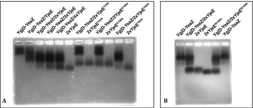 Native agarose gel shift analyses of the interaction between the YgjD–YeaZ heterodimer and YjeE. (A) Interaction analyses in the presence of ATP and MgCl2: lanes 1–6, analyses of YgjD–YeaZ at various stoichiometries of YjeE; lanes 7–12, analyses of YgjD–YeaZ in combinations with various mutants YjeE. (B) Interaction analyses of ADP and MgCl2: lanes 1–3, analysis of YgjD–YeaZ with wild-type YjeE; lanes 4–6, three analyses of YgjD–YeaZ with YjeEW109A mutant.