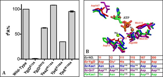 The in vitro biosynthesis of tRNA t6A by wild-type and mutant YgjD, YeaZ, YjeE and YrdC proteins. (A) Activities are normalized and represented as percentage of the wild-type protein activity. Only the mutated protein is included in the label. (B) Structural superposition of the catalytic residues of the YgjD/Kae1/Qri7 family whose mutations resulted in the abrogation of the biosynthesis of t6A. The structure of Sc–Kae1 was modeled by Phyre2. ATP was taken from the crystal structure of the YgjDE12A–YeaZ heterodimer. The Mg2+ ion bound at this indicated position is only observed in the crystal structure of Ec–YgjD. * denotes the mutation in the present study and superscript number refers to the original study on the mutations.