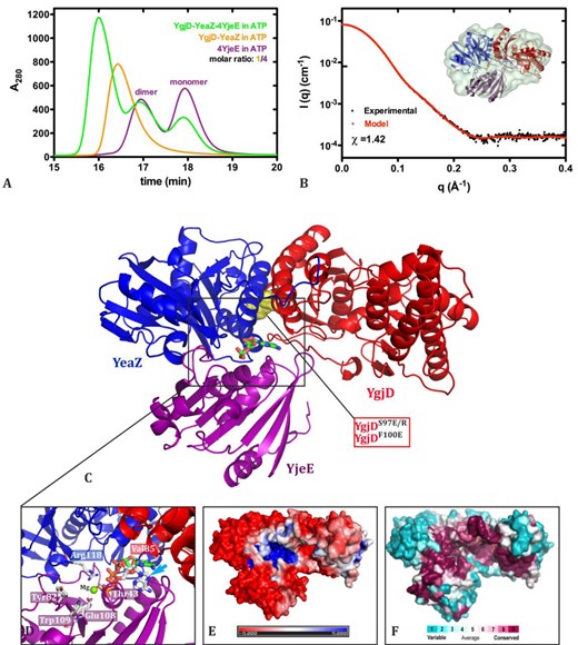 SAXS data and model of the ternary YgjD–YeaZ–YjeE complex. (A) The superposition of the gel filtration profiles of YgjD–YeaZ–YjeE, YgjD–YeaZ and YjeE (4× in molar ratio) in presence of 1.0 mM ATP and 2.0 mM MgCl2. (B) SAXS scattering curves of the YgjD–YeaZ–YjeE complex. The red line is the calculated scattering curve for the model represented in (C); the insert presents the structural model embedded in the most typical envelope extracted from the SAXS curve using the ab initio program GASBOR. (C) The cartoon representation of the YgjD–YeaZ–YjeE complex, the interfacial ADP is shown as sticks and interface mutation sites of YgjD are indicated in yellow spheres. (D) Comparison of the binding orientations of the ADP from the ternary complex YgjD–YeaZ–YjeE and the ADP (indicated by a cyan arrow) as present in the crystal structure of Hi–YjeE. (E and F) The sequence conservation and electrostatic potential projected on the surface of the YgjD–YeaZ–YjeE complex, adopting same orientation as in (C). The scales of the conservation and charge distribution are same as in Figure 2.