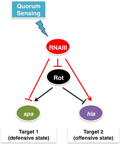 The Staphylococcus aureus Double Selector Switch (DSS). Arrows indicate positive regulation and T-shaped arrows indicate negative regulation (red for regulation by a sRNA and black for regulation by a TF). Target 1 genes encode adhesins and defensive proteins, such as the gene spa encoding protein A, while target 2 gene, hla, encodes α-hemolysin (Hla).