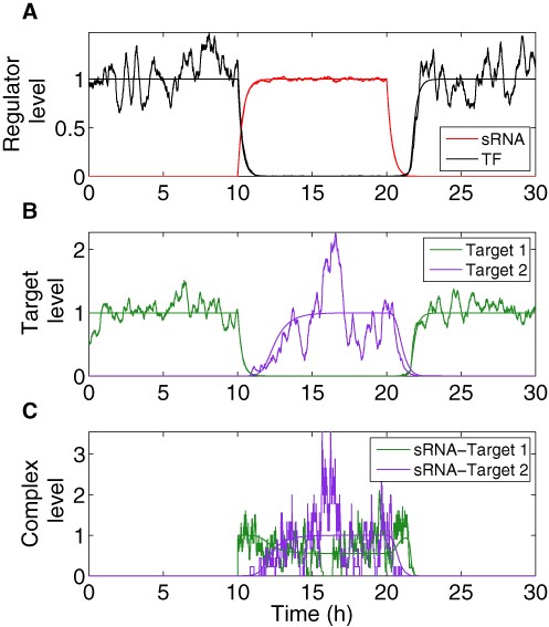 Dynamics of DSS components obtained from deterministic and stochastic analyses. Smooth trajectories that are the result of simulations based on the deterministic model are accompanied by corresponding noisy trajectories that are the result of simulations based on stochastic analysis. The transcription of the top regulator is activated by an external signal at time t = 10 h and deactivated by an external signal at time t = 20 h. In the Y-axis, the levels are normalized by their respective maximal and minimal deterministic values. (A) Expression level of the sRNA (red) and the TF protein (black). (B) Target protein level (green: target 1; purple: target 2). (C) Level of sRNA-mRNA complexes (green: sRNA complex with target 1 mRNA; purple: sRNA complex with target 2 mRNA). The simulation starts at the OFF state, when the level of the sRNA regulator is 0 and the TF is expressed and active (A), leading to a high level of protein 1 and a low level of protein 2 (B). Upon change in condition (ON step, at t = 10 h) the sRNA is activated, leading to a decrease in the level of the TF (A) as well as protein 1 (B), followed by an increase in the level of protein 2 (B). At this stage complexes are formed first between the mRNAs of gene 1 and the sRNA, and later between the mRNAs of gene 2 and the sRNA (C). At the transition to OFF step (at t = 20 h) the sRNA level decreases (A), as well as the level of its complexes (C). At this stage the TF level increases (A), leading to a decrease in the level of protein 2, followed by an increase in the level of protein 1 (B). Overall, there is a delay between the down-regulation of target 1 and the up-regulation of target 2 upon ON step and vice versa upon OFF step. The peak in sRNA- target 1 mRNA complexes upon the transition to OFF step occurs due to two opposing processes; the initial decrease in sRNA level and the subsequent increase in target 1 mRNA level. In the stochastic simulations, noise in sRNA level stems from transcription and degradation processes. Noise in protein level (TF and targets) arises due to transcription, translation, degradation and during ON step, due to sRNA level variation as well. Noise in complex levels is due to the combined noises in sRNA and mRNA levels. The parameter values used in these simulations are reported in Table S1.