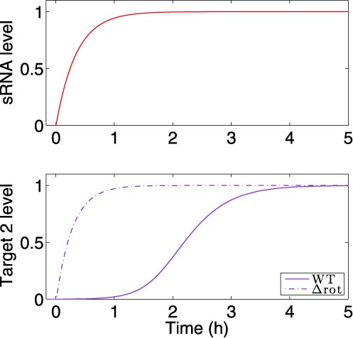 The delay in target 2 expression is abolished in a circuit lacking two layers of regulation. The expression pattern of target 2 under regulation of the DSS was compared to its expression dynamics under the regulation of a Simple sRNA Switch, governed by the sRNA and lacking the TF, using simulations based on the deterministic model. The transcription of the sRNA is activated by an external signal at time t = 0 h. Top panel: Expression level of the sRNA (red). Bottom panel: Target 2 protein level. Upon ON step, target 2 rises more quickly for the Simple sRNA Switch (dashed line) than for the DSS (solid line). In the Y-axis, the levels are normalized by their respective maximal and minimal values. The parameter values used in these simulations are reported in Table S1.