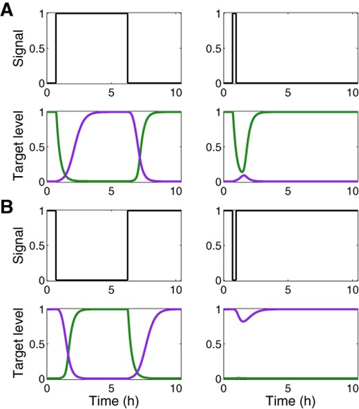 Filtering of transient signals by the DSS. Shown are normalized expression levels of target 1 (green) and target 2 (purple) in a DSS, following prolonged and transient ON signals (A) and OFF signals (B), obtained from simulations based on the deterministic model. The delayed target dynamics of the DSS leads to the filtering of transient ON signals by target 2 and transient OFF signals by target 1. The parameter values used in these simulations are reported in Table S1.