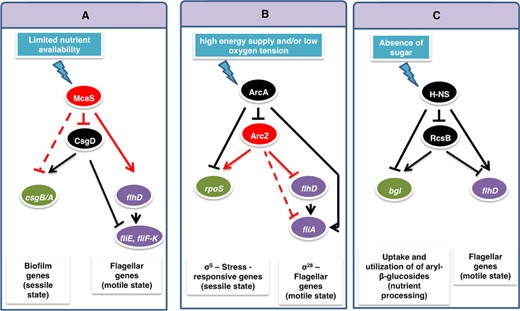 Variants of the DSS module in various cellular contexts in Escherichia coli. (A) A partial DSS variant defined by the top regulator sRNA McaS and the bottom regulator TF CsgD, controlling the switch between motile and sessile lifestyles. (B) A partial DSS variant defined by the TF ArcA as top regulator and the sRNA ArcZ as bottom regulator, controlling the switch between two sigma factors. (C) A DSS variant defined by the TFs H-NS and RcsB, controlling the switch between the uptake and utilization of existing nutrients and the active search for food when the local environment is nutrient-deprived. Arrows indicate positive regulation and T-shaped arrows indicate negative regulation (red for regulation by a sRNA and black for regulation by a TF). Solid and dashed lines represent experimentally verified and predicted interactions, respectively.