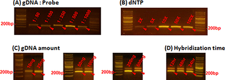 Comparison of capture efficiencies under different conditions. The effects of varying (A) the gDNA:probe ratio, and (B) the amount of dNTPs are shown. Band intensity (∼200 bp, red arrows) is proportional to the amount of captured product on each of the capture parameters, because the number of PCR cycles was held constant at 26 cycles. The amount of captured products was saturated at 1:500 gDNA:probe ratio and 10x dNTPs. (C) and (D) Captured products were detected around 200 bp for all conditions, and only products in these bands were separated and used for further analysis.