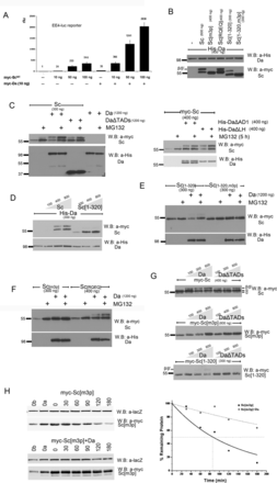 Proteasomal degradation of Sc in the presence of Da depends on phosphorylation of Sc, its DNA binding ability and on the AD1 domain of Da. (A) Luciferase assays on transiently transfected S2 cells with an EE4-luc reporter. Activation levels by increasing amounts of myc-Sc in the presence or absence of co-transfected Da. Relative luciferase units (rlu) are shown and are normalized on the activity of the reporter gene alone, set to 1. Averages/standard deviations of triplicates are shown. In all subsequent panels N-terminally 3xmyc-tagged Sc proteins or His-tagged Da were detected. The amount loaded was adjusted according to the activity of luciferase expressed from control plasmids (Ract-luc) transfected at the same time as the indicated plasmids (to measure transfection efficiency). (B) Whole cell extracts from S2 cells co-transfected with expression constructs as indicated. Note that Da co-expression causes the appearance of new Sc bands that run about 5 kd above the major band. The triple phosphomutant (m3p) abolishes this modification. (C) S2 cells transfected with the indicated constructs were treated (+) or not (-) with MG132 (for ∼5 h) before lysis. Proteasome inhibition increased the levels of Sc when it was expressed alone or together with Da. However, upon co-expression with DaΔTADs, only the β/β’ forms showed significant stabilization. Proteasome inhibition did not seem to increase the levels of Da (lower panel). The same experiment was done using deletion variants DaΔAD1 and DaΔLH (right panel). Proteasome inhibition increased the levels of Sc when it was expressed alone or together with DaΔLH. However, upon co-expression with DaΔAD1, only the β/β’ forms showed significant stabilization. Proteasome inhibition did not seem to increase the levels of Da variants (lower panel). (D) Blots from S2 cell extracts transfected with Da and increasing amounts of Sc or Sc[1–320]. Note that increasing Sc or Sc[1–320] did not diminish the levels of Da; if anything, it caused a small upregulation. (E,F) Cells transfected with Sc[1–320], Sc[1–320, m3p], Sc[m3p] and Sc[RQEQ] in the absence or presence of His-Da were treated or not with MG132. Note that proteasome inhibition stabilized solo Sc[m3p] and Sc[RQEQ], but had no effect when Da is co-expressed (D). Sc[1–320] solo was barely stabilized by MG132 treatment, but when Da was co-expressed MG132 stabilized Sc[1–320]. Finally, MG132 did not seem to increase the levels of Sc[1–320, m3p], whether expressed alone or with Da. (G) Steady-state levels of Sc, Sc[m3p] or Sc[1–320] with increasing amounts of Da variants. Sc[m3p] levels increased with increasing Da or DaΔTADs. Sc[1–320] levels dropped with increasing Da, but were not affected by DaΔTADs. For comparison, Sc levels were not significantly affected by either Da or DaΔTADs; if anything, a weak stabilization at low Da levels was observed. Note that the β form is much more prominent for Sc than for Sc[1–320] and is absent in Sc[m3p]. (H) Degradation kinetics of myc-Sc[m3p] transfected alone or co-transfected with Da after protein synthesis inhibition by cycloheximide. Co-transfected β-galactosidase (lacZ, a stable protein) was used as a loading control. 0, 30,…, 180 refer to minutes after cycloheximide addition. 0a, 0b: 1/2 or 1/4, respectively, of input (0 min) for densitometry calibration. One indicative blot and densitometry plot is shown for each condition. The estimated half-lives are (number of repeats in parenthesis): Sc[m3p] 75±4 min (n = 4), Sc[m3p]/Da 230±130 min (n = 2).