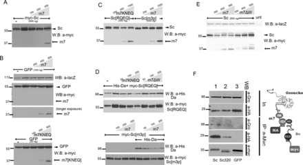 Scute and Da degradation by E(spl)m7 is independent of DNA binding, but depends on m7–Gro interaction and the Sc SPTSS motif. (A–E) Whole cell extracts from S2 cells co-transfected with expression constructs as indicated. In all panels N-terminally 3xmyc-tagged Sc or E(spl)m7 proteins or His-tagged Da were detected. The amount loaded was adjusted according to the activity of luciferase (or β-galactosidase, for blot 4E) expressed from control plasmids (Ract-luc or Ract-lacZ) transfected at the same time as the indicated plasmids (to measure transfection efficiency). In the anti-myc blots, the upper band (arrowhead) is myc-Sc or myc-GFP and the lower (arrow) is myc-m7. (A) Increasing levels of m7 led to degradation of Sc. (B) The same effect was not observed for GFP. (C) Increasing levels of m7KNEQ degraded Sc[RQEQ]; whereas increasing levels of m7 did not degrade Sc[m3p]. (D) Increasing levels of m7KNEQ could degrade Da together with Sc[RQEQ]; whereas m7ΔW had impaired ability to do so. Also Sc[m3p] could not be degraded by m7, even in the presence of Da, which was diminished by increasing levels of m7 (lower panel). Asterisk in A and D: half amount of the adjacent sample is loaded for quantity validation. One hundred nanogram of Gro expressing plasmid was co-transfected in experiments 4E and 4D. (E) myc-tagged proteins (Sc, Sc[1–320] and GFP, as indicated) were immunoprecipitated from S2 cells. Immunoprecipitation efﬁciency (a-Myc panel) and the presence of coprecipitated HA-tagged m7 (a-HA panel) and endogenous Gro (a-Gro) were assayed. Input for the levels of endogenous Gro and the co-transfected HA-m7 are shown in the two upper panels (In). HA-m7 interacts strongly with myc-Sc and weakly with myc-Sc[1–320]. We had shown earlier that, although the major interaction domain for E(spl)m7 is the Sc C-terminal TAD, a weaker interaction exists with the Sc[1–260] fragment (45). In the case of the strong complex formation (Sc–m7), Gro is also co-immunoprecipitated, showing the existence of a super-complex as it shown in the schematic.