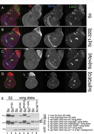 Differential activity and stability of Sc variants in vivo. (A-D) All panels show wing disks carrying one copy of the EE4-lacZ reporter and overexpressing the indicated myc-tagged Sc variants in the pnr domain (pnrGal4 driver). Immunostaining: Sc (anti-myc, red), β-galactosidase (anti-β-gal, green) and Sens, a SOP marker, (anti-Sens, blue). Note that Sc[m3p] and Sc[1–320] produced a higher number of SOPs than wt Sc. The transgenic lines used for Sc[1–320] (line 48a) and Sc[m3p] (line 7b) cause pupal/pharate lethality, whereas expression of UAS-myc-sc (line 2) or UAS-myc-sc[RQEQ] (line 13a) do not affect viability. (E) (Same blot as Figure 1B with a longer exposure added.) Western blot containing extracts from Sc-transfected S2 cells or Sc expressing wing disks (ap-Gal4; UAS-GFP UAS-myc-sc), as indicated. The transgenic lines used are listed next to the blot. UAS-GFP was co-expressed in all wing disk samples and is detected for quantitative comparison. Sc[RQEQ], Sc[1–320] and Sc[m3p] accumulated to higher levels than Sc (wt). Note that the Da-dependent modifications of Sc (the β/β’ bands) were very pronounced in wing disks, suggesting that Da is expressed in relatively high endogenous levels in this tissue. Upon halving the dose of da+ (last lane), we noticed that the α band was enhanced while β/β’ were reduced.
