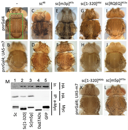 Phosphorylation of Sc in vivo modulates its susceptibility to E(spl) m7 repression. (A, C, E, G, I) Thoraces from pnr-Gal4 ﬂies overexpressing the indicated Sc variants. The pnr expression domain is boxed in panel A. Note the production of ectopic bristles by all Sc variants, except Sc[RQEQ], where mild bristle loss is seen (I). C (UAS-myc-sc8) and E (UAS-myc-sc[m3p]7b) are pharate escapers. G (UAS-myc-sc[1–320]9d) is the only viable line with pnr-Gal4 and I (UAS-myc-sc[RQEQ]13a) is viable, as are all Sc[RQEQ] lines. (B, D, F, H, J) Thoraces from pnr-Gal4 ﬂies overexpressing the indicated Sc variants along with E(spl)m7. m7 strongly inhibits ectopic bristle production, with the exception of panel F, where a large number of bristles persist. (K) pnr-Gal4; UAS-m7. UAS-myc-sc[1–320]64b; line 64b never gives pharate escapers when expressed alone (without m7) and produces many more SOPs in larvae than line 9d (G). Still it is more effectively suppressed by UAS-m7 than Sc[m3p] (F). (L) pnr-Gal4; UAS-m7. UAS-myc-sc[m5p]73a; line 73a never gives pharate escapers when expressed alone (without m7) but is less susceptible than the equally inviable Sc[1–320]64b to m7 overexpression. (M) myc-tagged proteins (as indicated) were expressed and immunoprecipitated from S2 cells. Immunoprecipitation efﬁciency (Myc, lower panel) and the presence of coprecipitated HA-tagged m7 (HA, middle panel) were assayed. Upper panel shows the levels of the HA-m7 in the cell extracts (input). All Sc variants interact with HA-m7. GFP, the negative control and DaΔTADs (lacks the AD1 and LH domains) do not immunoprecipitate HA-m7.