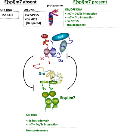 Summary of the main features of Sc and E(spl)m7 degradation. In the absence of E(spl)m7 (black font) Sc can be degraded by two proteasome-dependent mechanisms, one that predominates in the presence of Da (the on-DNA mechanism) and the other that predominates in the absence of Da (the off-DNA mechanism). In the off-DNA mode the most important degron is the C-terminal TAD of Sc. In the on-DNA mechanism, the SPTSS motif becomes more important. Also of great importance is the Da AD1 motif, which acts as a trans-degron for Sc, as Da itself is spared from degradation. In the presence of E(spl)m7 (green font), degradation can take place either on or off DNA and requires the recruitment of Gro onto the Sc–(Da)–m7 complex. The SPTSS motif is also important. In this instance, Da is also degraded. Reciprocally Da/Sc stimulate the turnover of E(spl)m7, which happens on DNA, as it needs the Sc basic domain. Besides the Sc basic domain, only the ability of Da/Sc to recruit E(spl)m7 is needed for m7 degradation, which takes place via a non-proteasomal pathway.