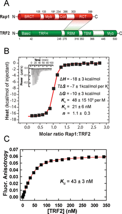 Structure, interaction regions and binding of full-length proteins Rap1 and TRF2. (A) Rap1 and TRF2 domain structure. In Rap1, N-terminal BRCT domain; Myb domain; coiled-coil region, C-terminal specific protein interaction RCT domain. In TRF2, N-terminal basic domain, C-terminal DNA-binding Myb domain, TRFH dimerization domain; RBM–Rap1 binding motif, TIN2-binding motif TBM. The shaded area denominates directly interacting regions. (B) Isothermal titration calorimetry of Rap1 (44 μM) binding to TRF2 (5 μM) in 50 mM NaCl and 50 mM sodium phosphate buffer (pH 7.0) at 25°C. The control ITC titration of Rap1 into the cell containing buffer has been used for a proper data normalization and baseline subtraction. The inset represents 20 injections of 10 μl of Rap1 into a reaction cell containing TRF2. (C) Binding affinity of TRF2 to fluorescently labeled Rap1. TRF2 was allowed to bind with Rap1 labeled by AlexaFluor 594 (100 nM). The dissociation constant was determined from non-linear fitting of the binding data (shown in red).